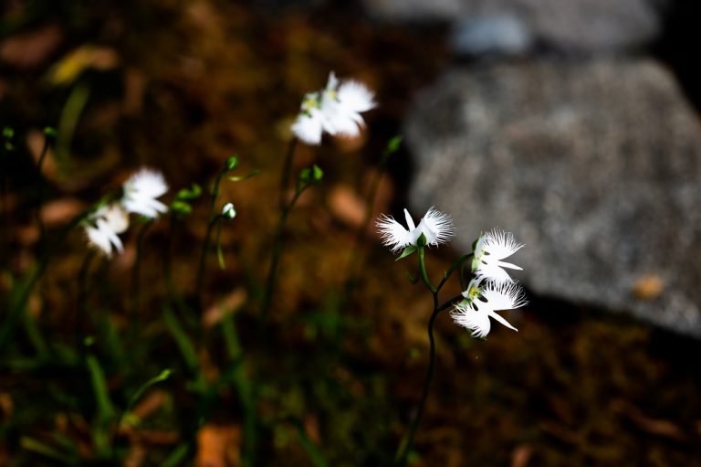 世にも悲しい姫の「さぎ草伝説」。その舞台「九品仏 浄真寺」へ