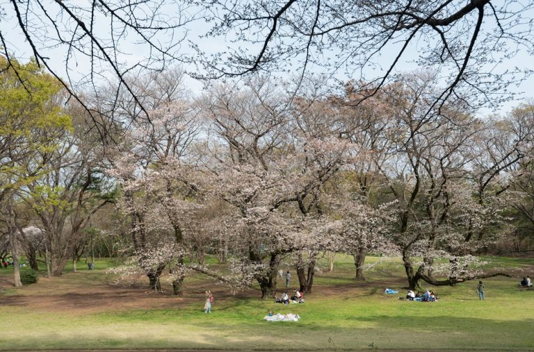 心に残る春の景色を探して。桜狩りの地「砧公園」へ