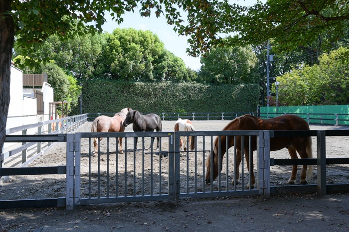 都心でポニーに出会える、水と緑のオアシス「碑文谷公園」